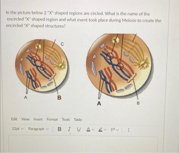 Solved In the picture below 2 "X" shaped regions are