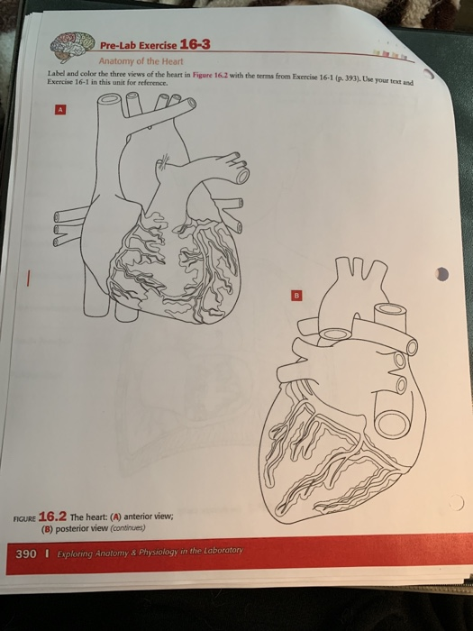 Solved PreLab Exercise 162 Anatomy of the Thoracic Cavity