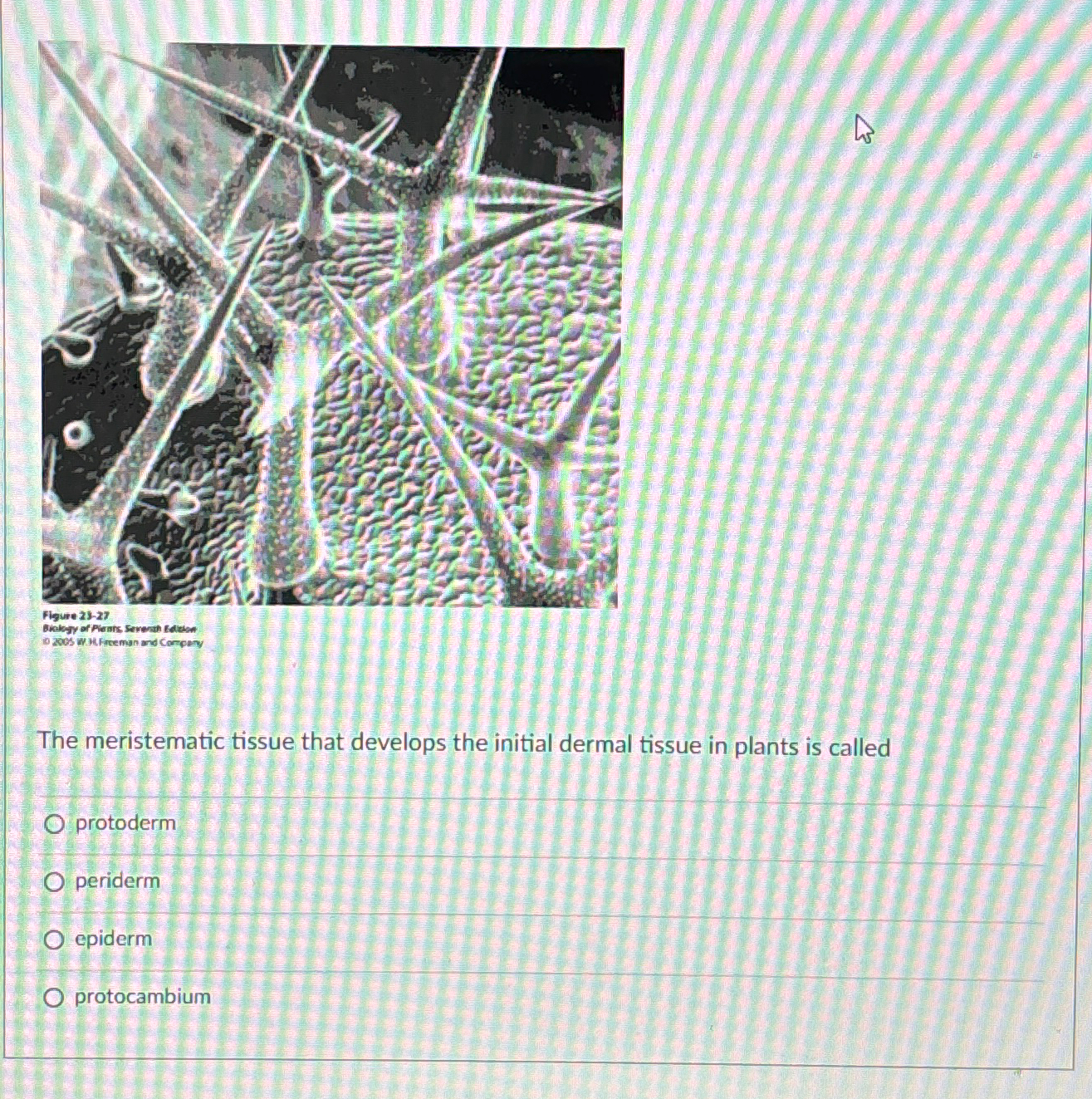 Solved The meristematic tissue that develops the initial | Chegg.com