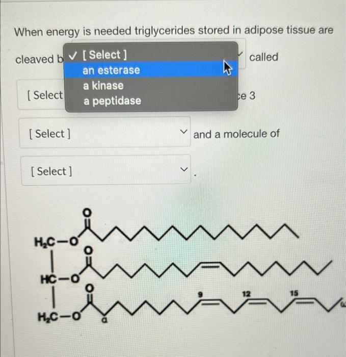 When energy is needed triglycerides stored in adipose tissue are
cleaved b? [Select ]
called
an esterase
a kinase
[Select
a p