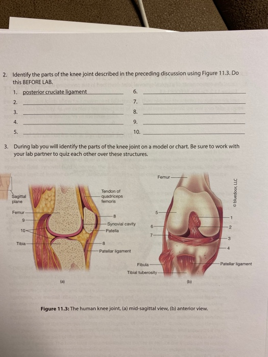 Anatomy of the Knee joint Quiz