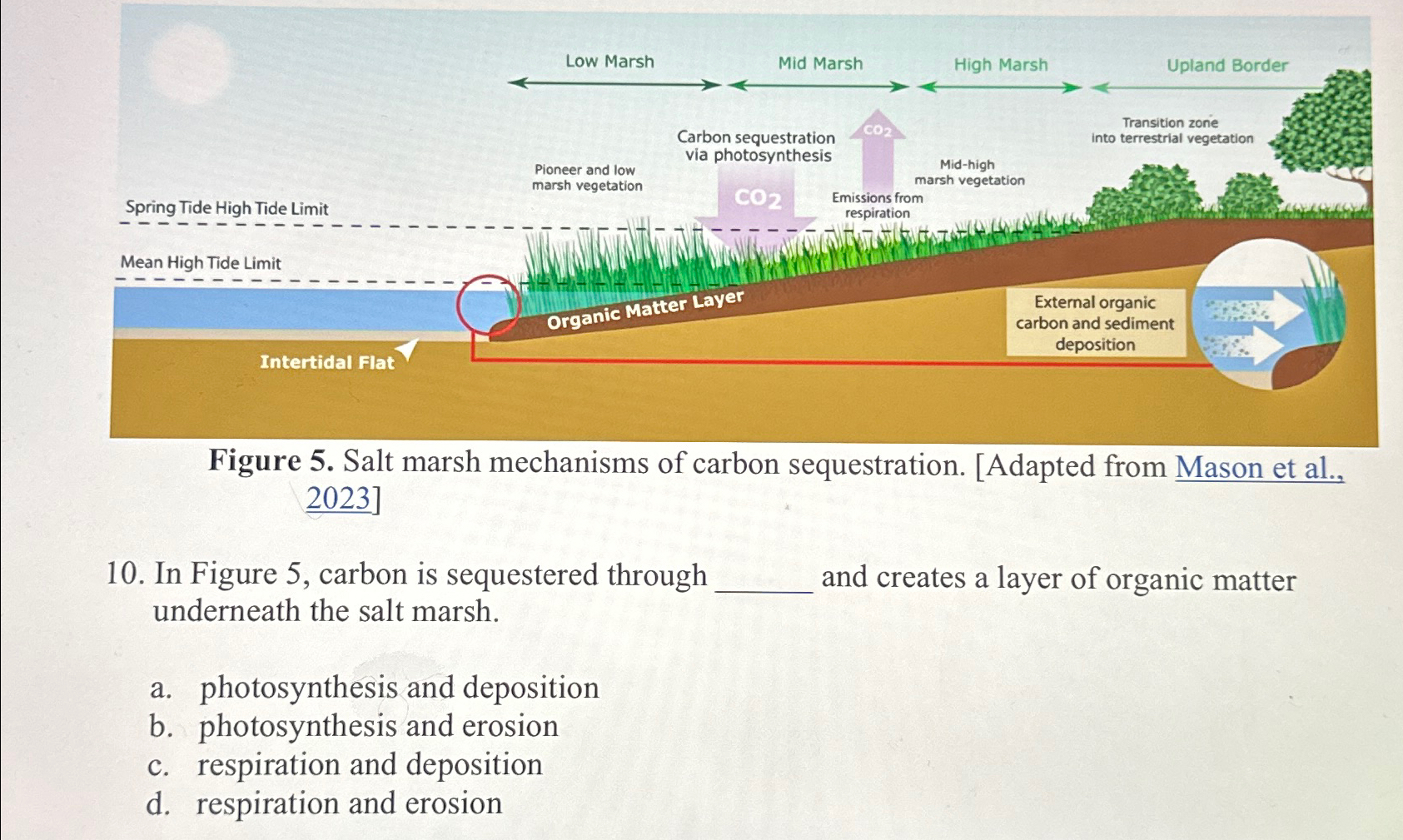 Solved 10. ﻿In Figure 5, ﻿carbon is sequestered through _ | Chegg.com