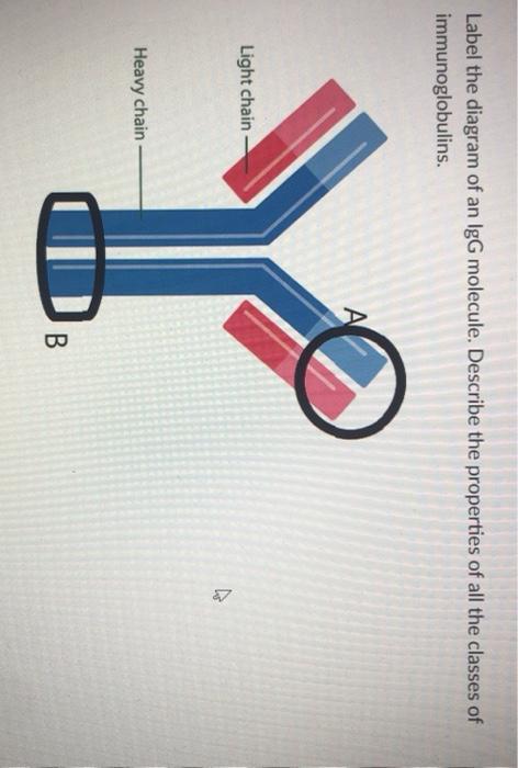 Solved Label the diagram of an IgG molecule. Describe the | Chegg.com