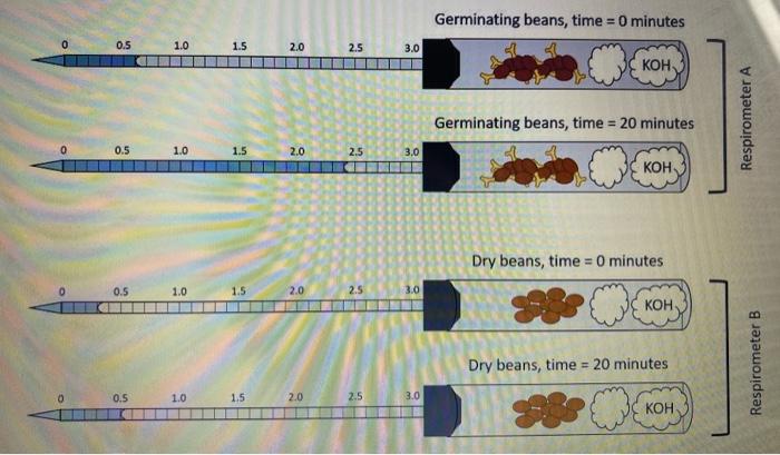 Solved The experiment using beans and Oxygen gas consumed is | Chegg.com