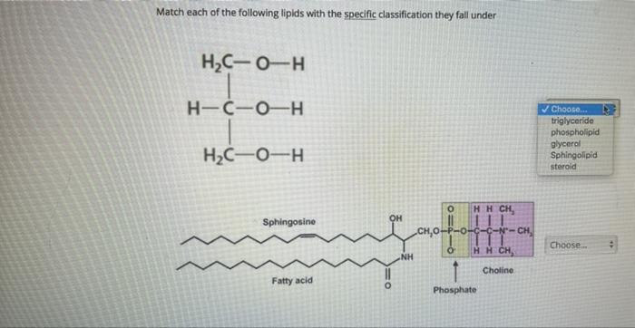 Solved Match each of the following lipids with the specific | Chegg.com