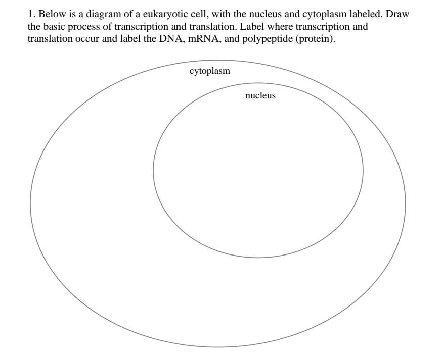 Solved 1. Below is a diagram of a eukaryotic cell, with the | Chegg.com