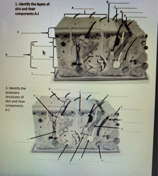 Solved 1. Identify the layers of skin and their components | Chegg.com
