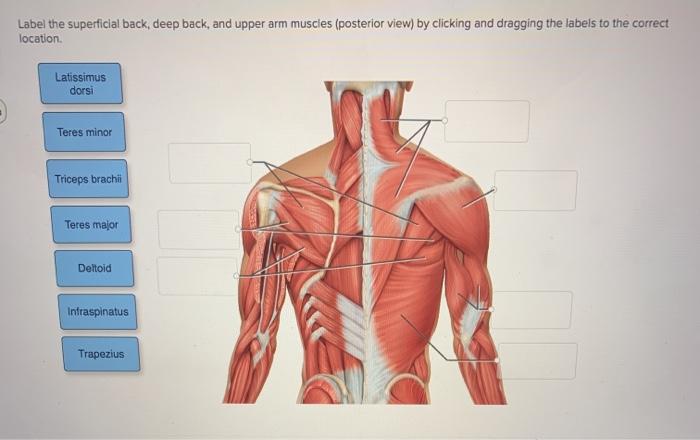 posterior upper limb muscles