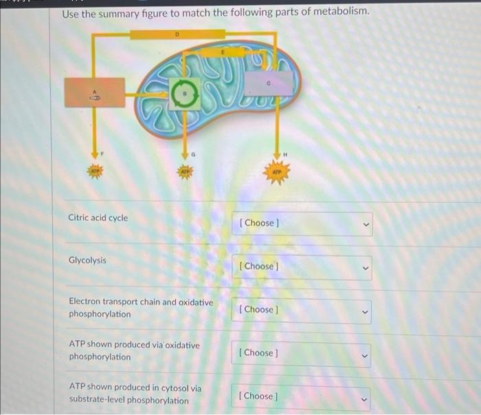 Use the summary figure to match the following parts of metabolism.
Citric acid cycle
Glycolysis
Electron transport chain and 