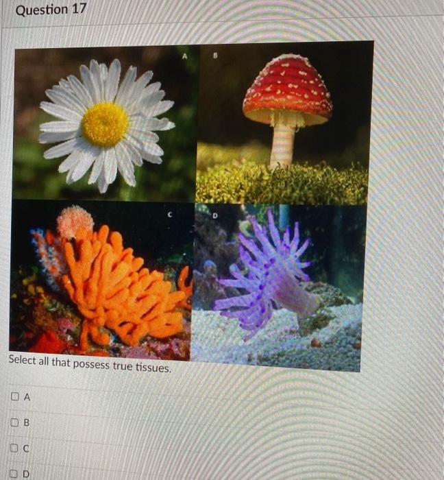 Solved Question 17 A B C D | Chegg.com