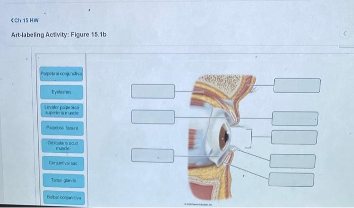 Art-labeling Activity: Figure 15.1b