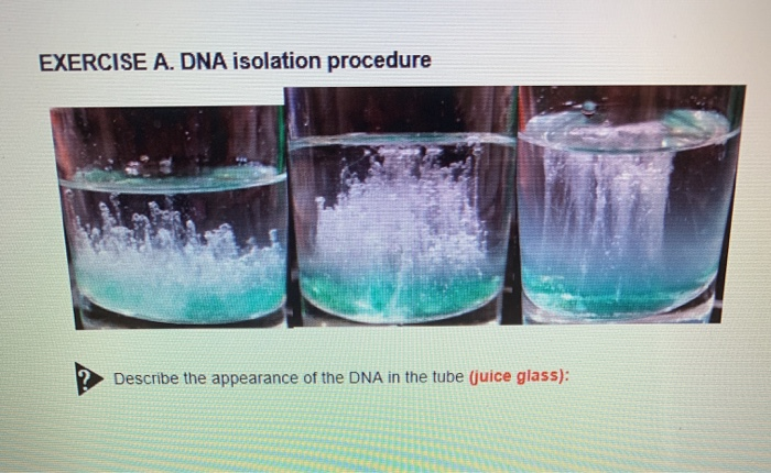 solved-12-cheek-cell-dna-isolation-1-circle-the-following-chegg