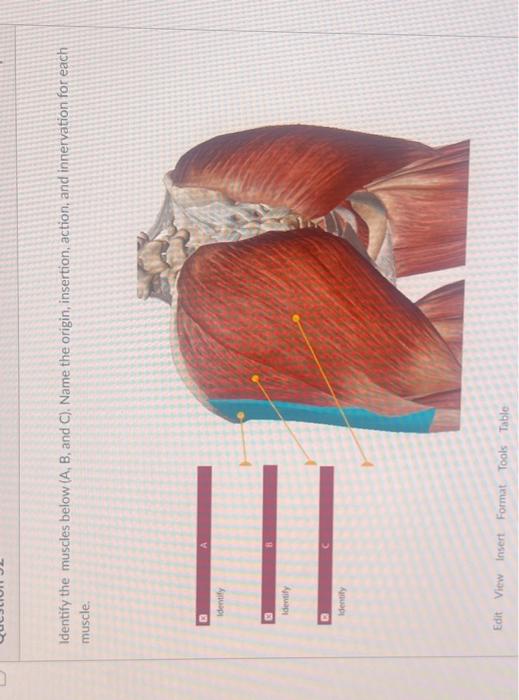 Solved Identify The Muscles Below (A, B, And C). Name The | Chegg.com