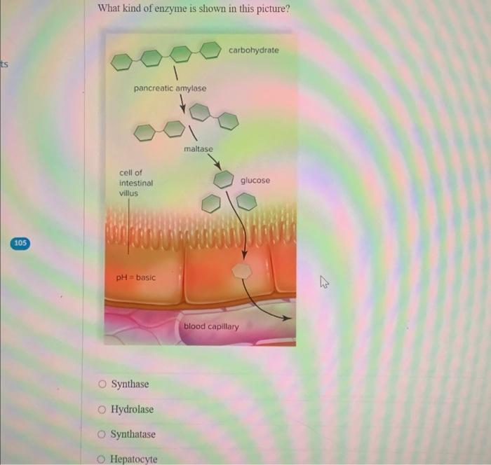 Solved What kind of enzyme is shown in this picture? | Chegg.com