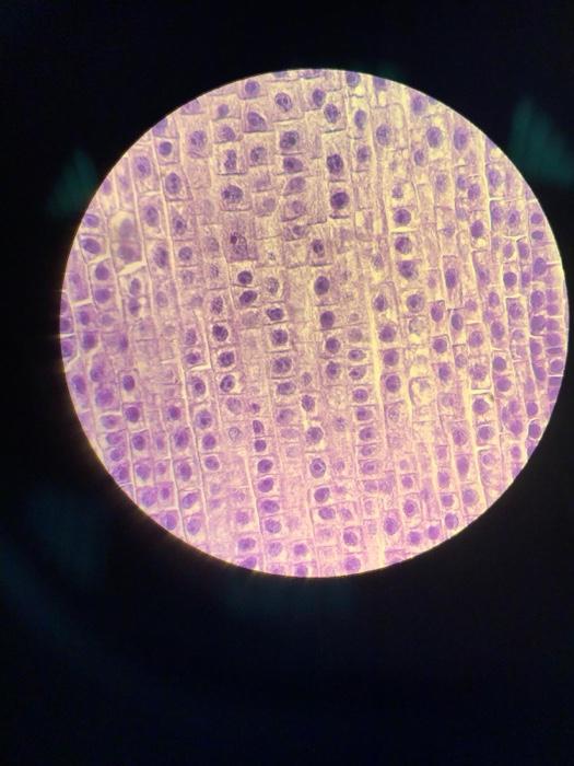 number of cells in each stage. Count at least three | Chegg.com