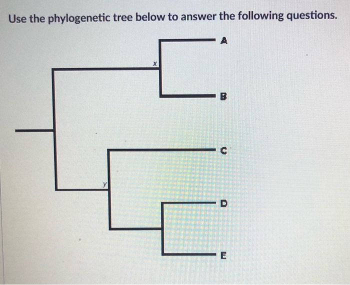short term paper on phylogenetic tree