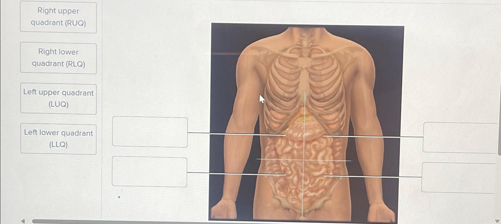 Solved Right upper quadrant (RUQ)Left upper quadrant | Chegg.com