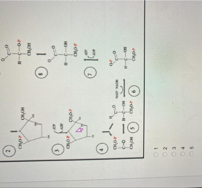 Solved How many NET ATP are obtained if one molecule of | Chegg.com