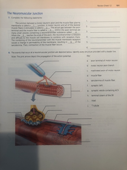 solved-review-sheet-12191-the-neuromuscular-junction-7-chegg