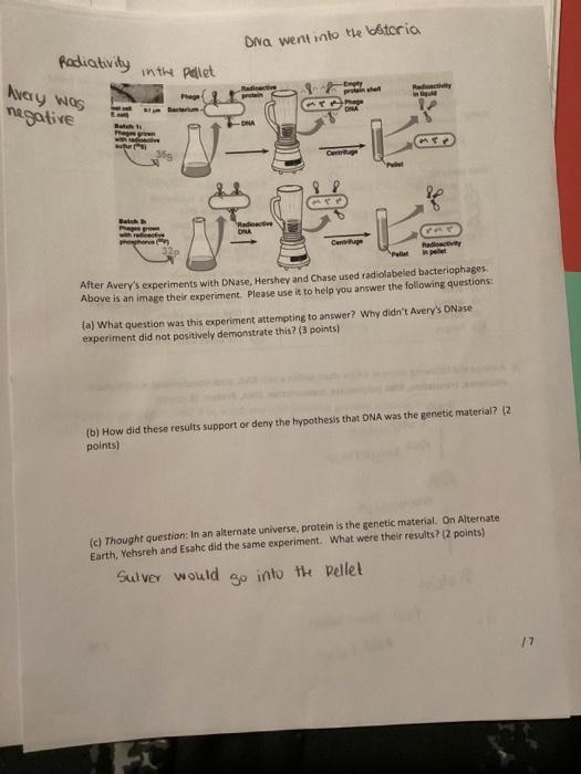 Solved ONa went into the bstcria After Avery's experiments | Chegg.com