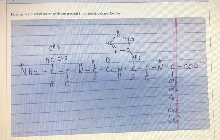 Solved How many individual amino acids are present in the | Chegg.com