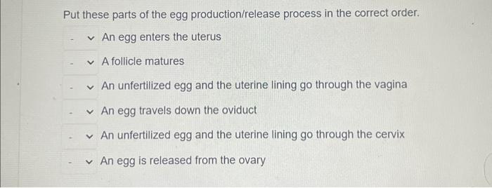 Solved Put these parts of the egg production/release process | Chegg.com