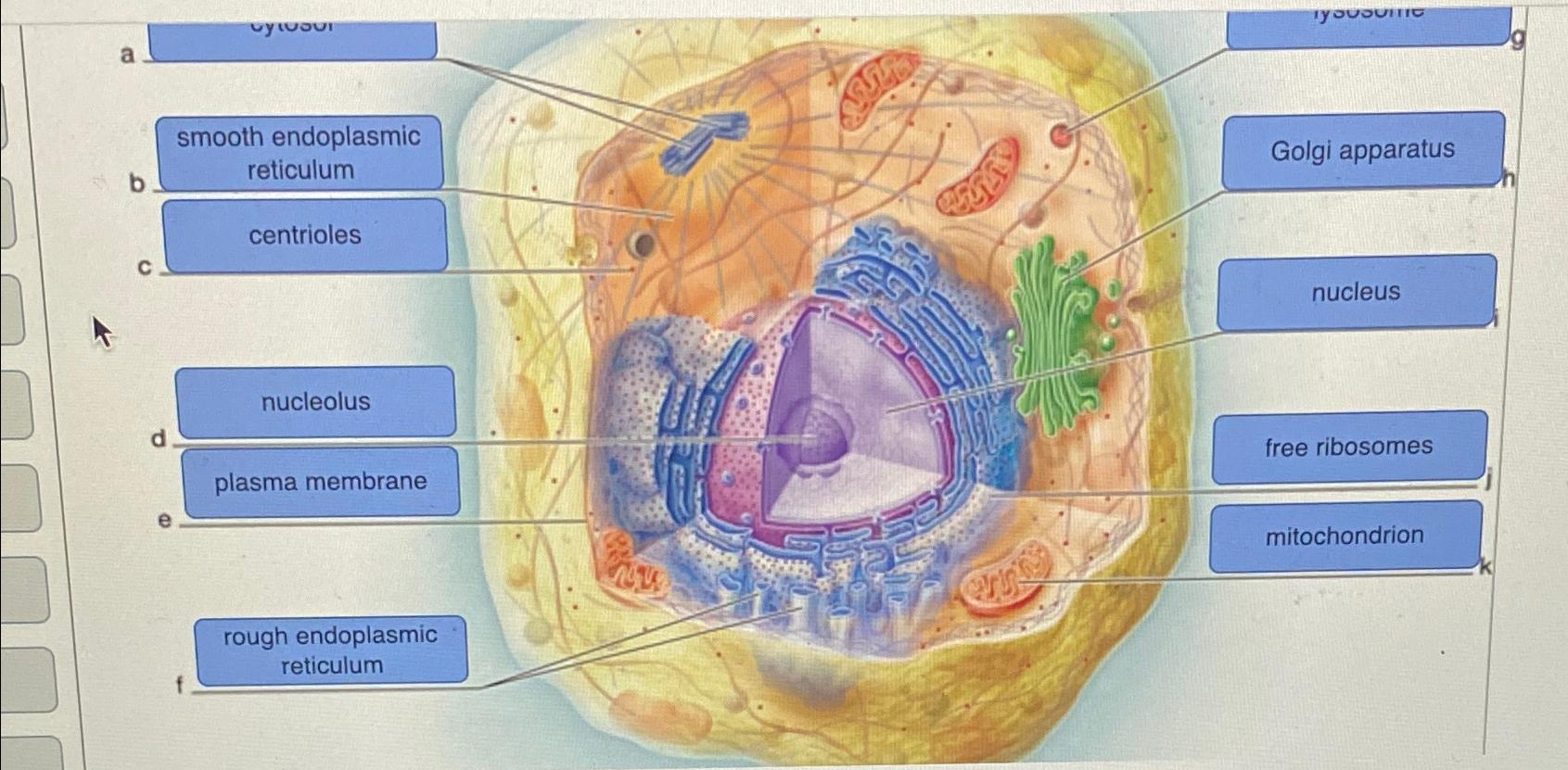 Solved When Substances Move Through A Plasma Membrane Down Chegg Com