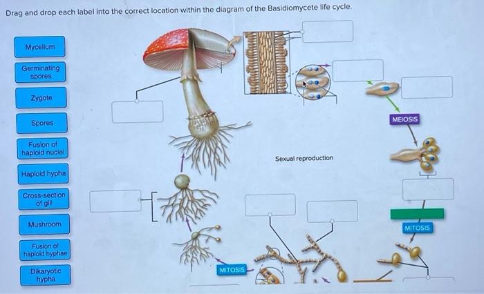 basidiomycetes life cycle