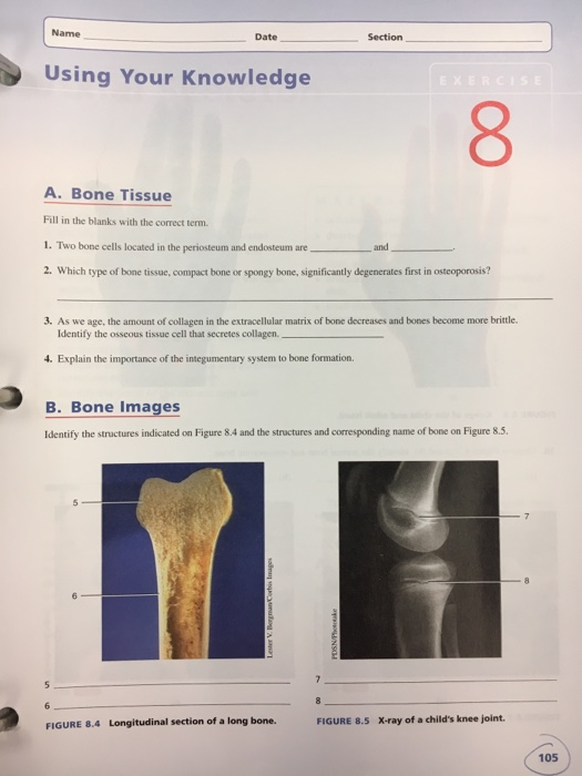 Solved Name - Date Section Using Your Knowledge A. Bone | Chegg.com