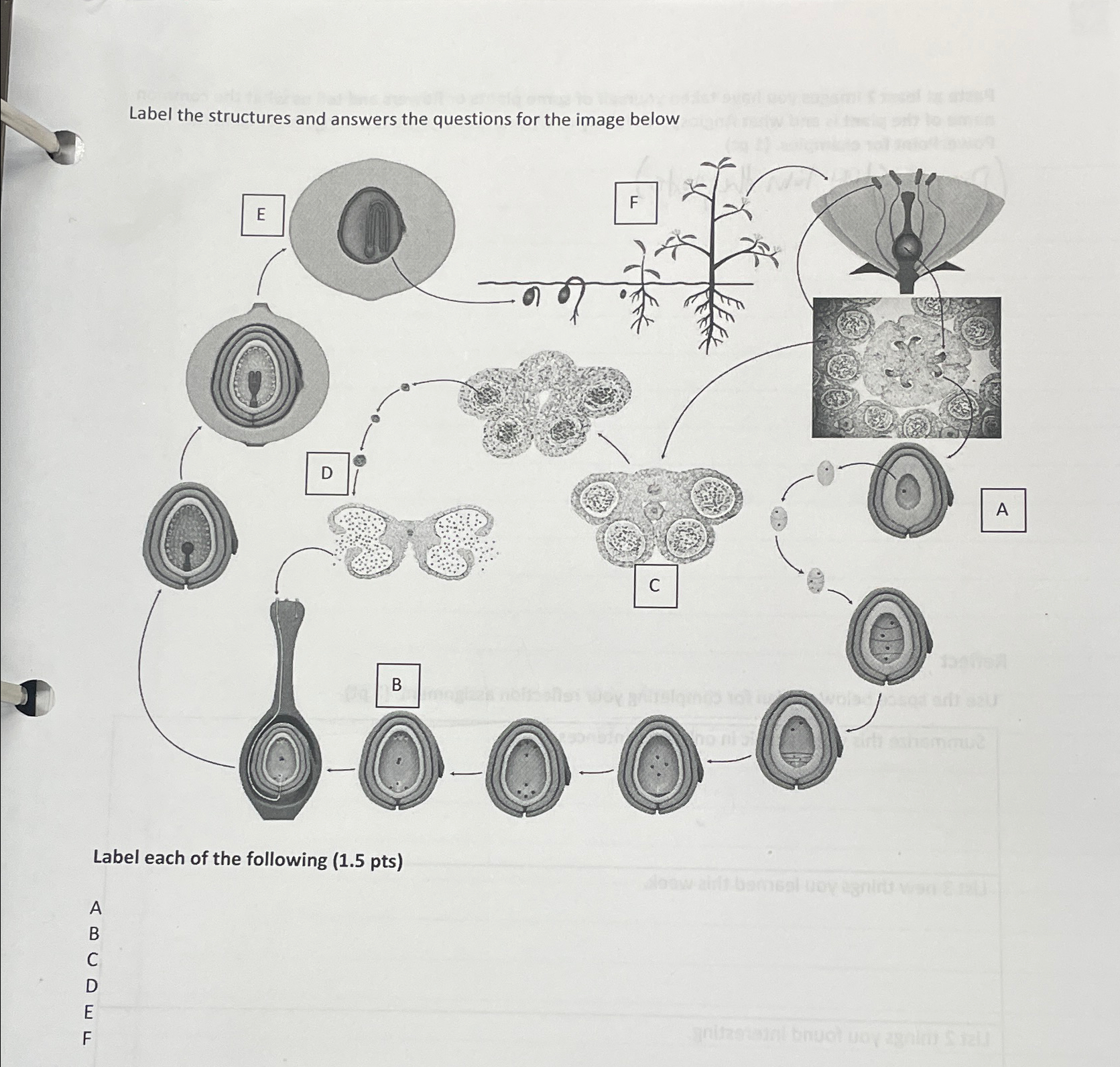 Solved Label the structures and answers the questions for | Chegg.com