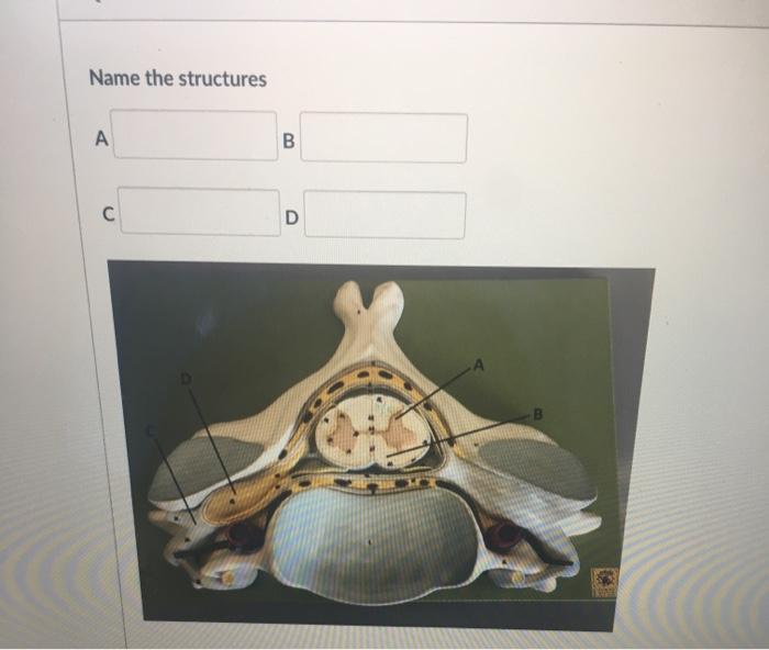 Solved Name the structures A B С D | Chegg.com