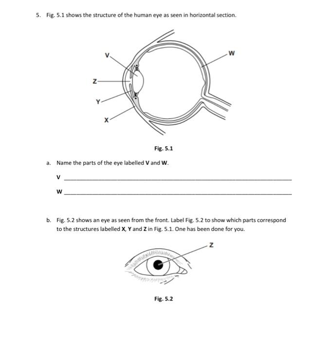 human eye parts names