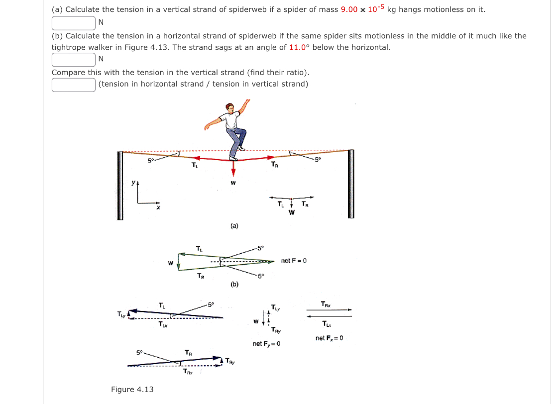 Solved (a) ﻿Calculate The Tension In A Vertical Strand Of | Chegg.com