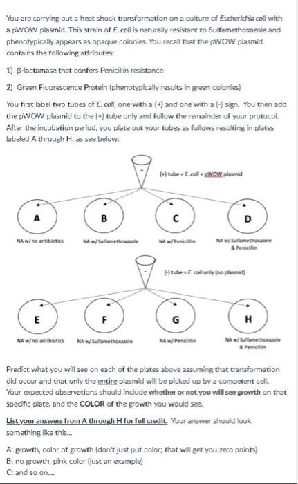 Solved You are carrying out a heat shock transformation on a | Chegg.com