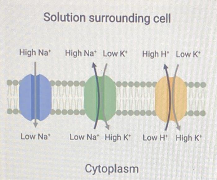 Solved Solution surrounding cell High Nat High Na* Low K | Chegg.com