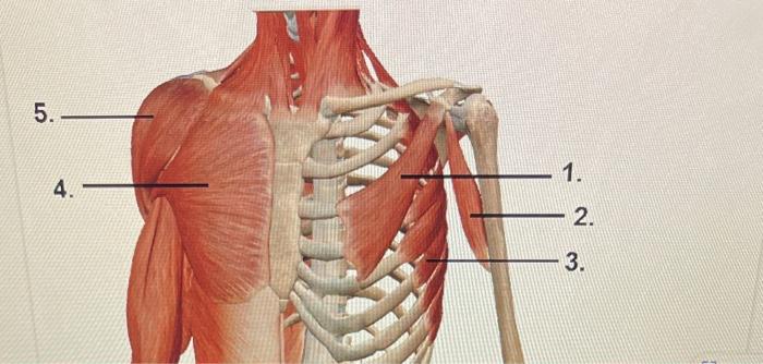 Solved protract scapula 1 2 abducts arm III 3 adduct & flex | Chegg.com