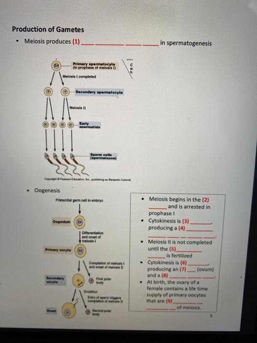 Solved Production of Gametes • Meiosis produces (1). in | Chegg.com