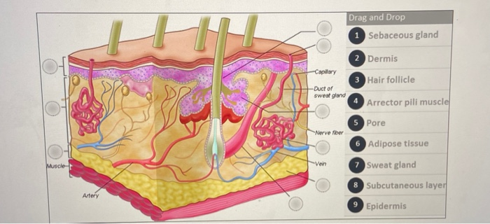 hair follicle and arrector pili muscle under microscope