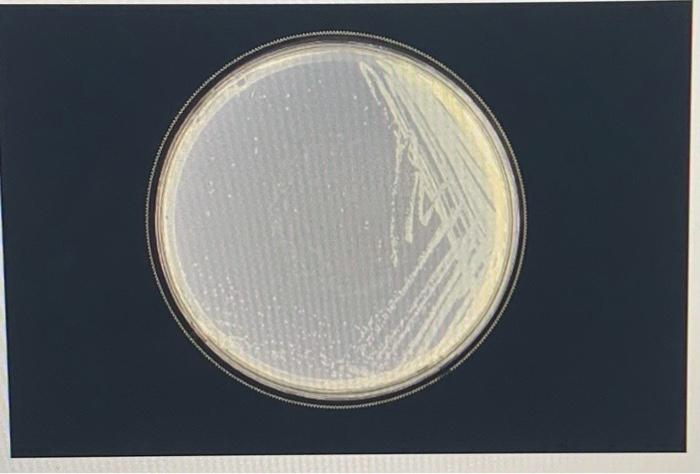 Solved Answer should include: Shape: Circular colonies | Chegg.com