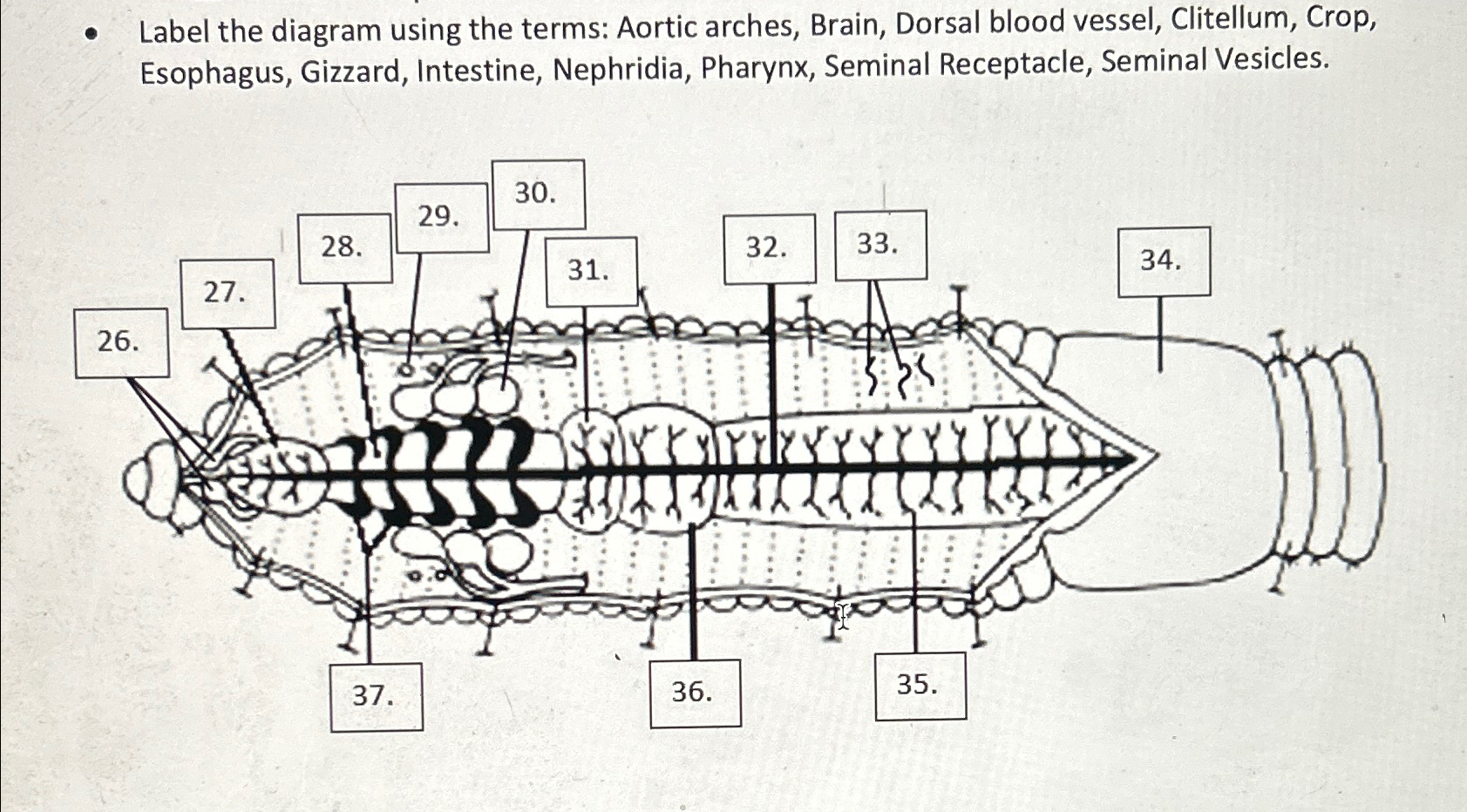 Solved Label the diagram using the terms: Aortic arches, | Chegg.com