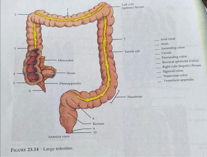 splenic flexure