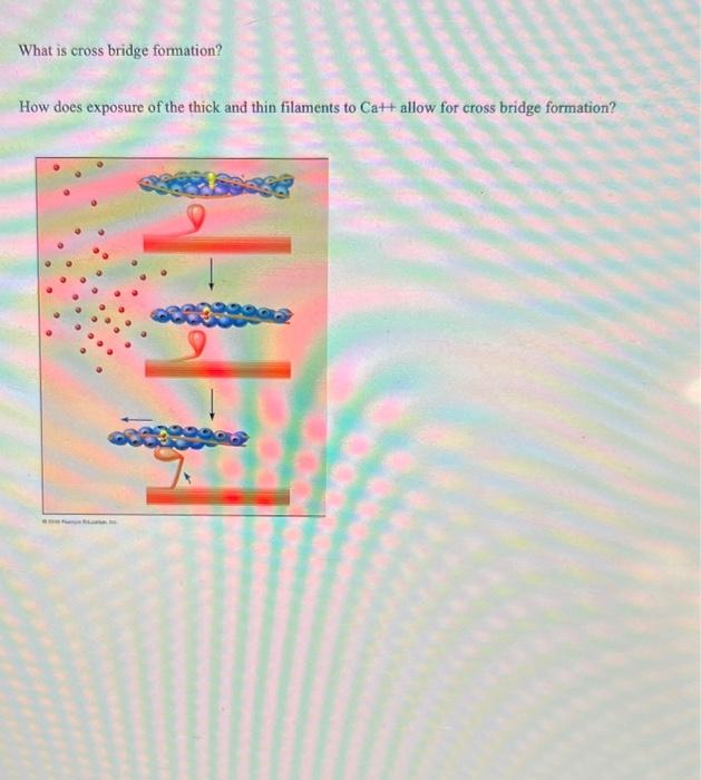 Solved What is cross bridge formation? How does exposure of | Chegg.com