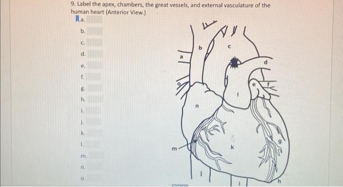 Solved label the Apex chambers the great vessels in external | Chegg.com