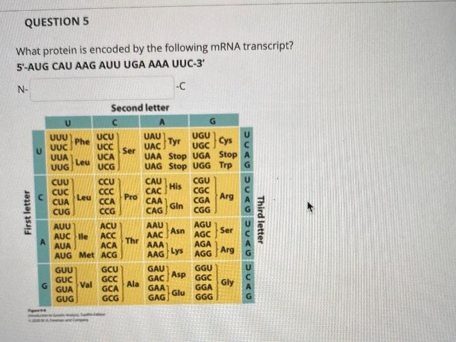 Solved QUESTION 5 What protein is encoded by the following | Chegg.com