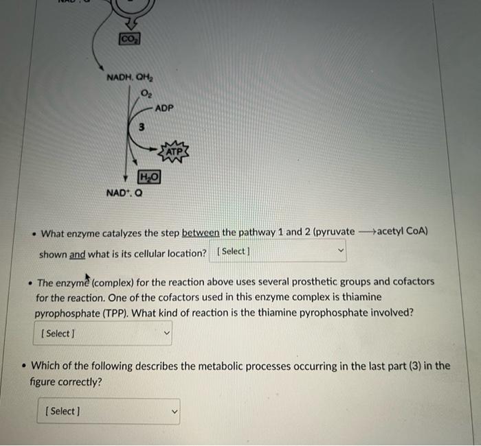 NADH, QH?
0?
3
ADP
[Select]
H?O
NAD*. Q
• What enzyme catalyzes the step between the pathway 1 and 2 (pyruvate-acetyl CoA)
sh