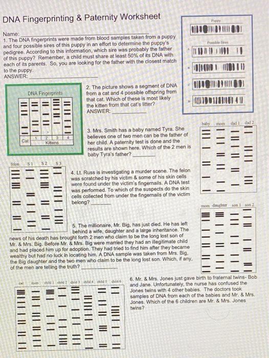 DNA Fingerprinting & Paternity Worksheet PY Po Name