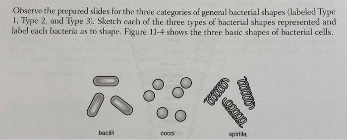 three types of bacteria