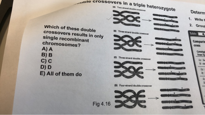 Solved Result of double crossovers in a triple heterozygote