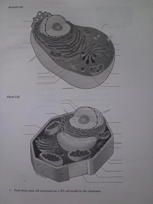 plant cell and animal cell 3d