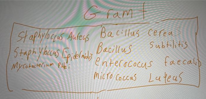 Solved can you make a gram + bacterial dichotomous key with | Chegg.com